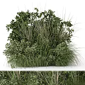 Diverse Green Plants Arrangement With Mixed Grasses And Leafy Shrubs