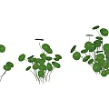 Fresh Aquatic Plants With Green Round Leaves And Slender Stems In Natural Scene
