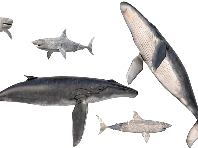 marine life whale shark 3d model marine life whale shark 3d model