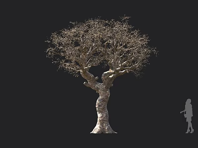 Leafless Curved Trunk Tree With Black Background And Human Silhouette To Show Size 3d model