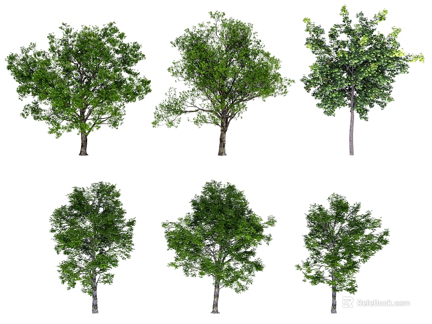 Collection Of Six Arbor Trees With Green Foliage And Diverse Crown Shapes 3d model 
