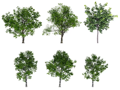Collection Of Six Arbor Trees With Green Foliage And Diverse Crown Shapes 3d model
