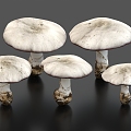 wild mushroom white mushroom vegetable food plant 3d model