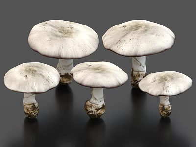 Fresh White Mushrooms with Various Sizes Large Caps and Soil on Stems Against Dark Background 3d model