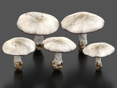 wild mushroom white mushroom vegetable food plant 3d model