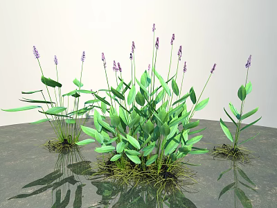 Green Leafy Shrubs With Purple Flowers And Reflections On The Ground 3d model