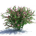 Lush Flowering Shrubs With Pink Blooms And Green Foliage In Garden