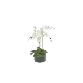 Bonsai Potted Plant with White Orchids and Green Leaves in Black Pot