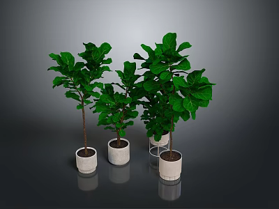 Fiddle Leaf Fig Plants In White Planters For Indoor Home Decor 3d model