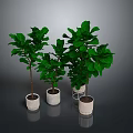 Fiddle Leaf Fig Plants In White Planters For Indoor Home Decor