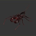 Modern Scorpion Beetle Beetle Vinegar Scorpion 3d model