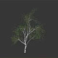 White Trunk Birch Tree With Lush Green Leaves On Gray Background