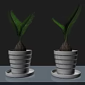 Lush Bonsai Potted Plants In Geometric Textured White Pots With Saucers