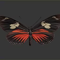 Vibrant Red and Black Butterfly Wings With White Spots and Intricate Patterns