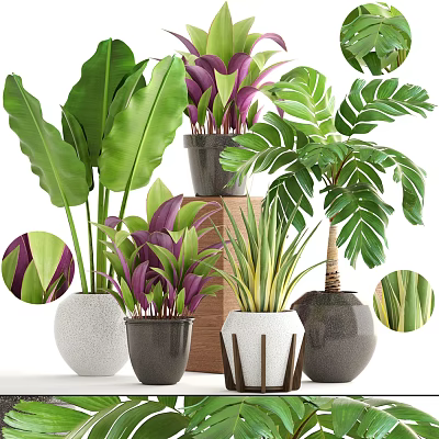 Various Potted Plants With Large Green Purple And Striped Leaves In Ceramic Pots 3d model