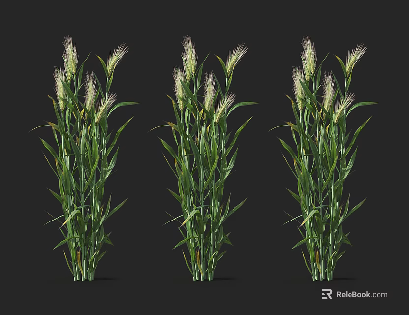 Three Green Plants With Slender Leaves And White Feathery Flower Spikes On Black Background 3d model 