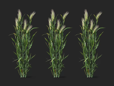 Three Green Plants With Slender Leaves And White Feathery Flower Spikes On Black Background 3d model