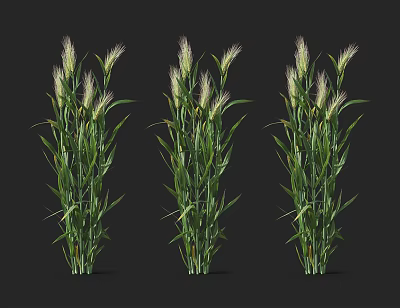Three Green Plants With Slender Leaves And White Feathery Flower Spikes On Black Background 3d model