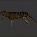 Realistic Standing Tasmanian Tiger With Open Mouth And Striped Body