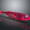 Red Fish With Transparent Body Prominent Eyes On Gray Background And Reflection On Smooth Surface