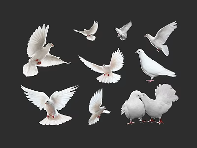 White Doves in Various Poses Flying Standing and Snuggling on Black Background 3d model