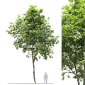 Lush Green Arbor With Dense Foliage And Strong Trunk In Natural Environment