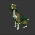 Brown White and Black Beagle Dog Sitting on Smooth Black Surface with Gray Gradient Background