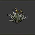 Lush Indoor Decorative Plant With Green Leaves And Vibrant Yellow Flowers