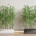 Lush Green Bamboo Plants Growing in Decorative Planters for Indoor Decor