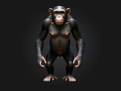Realistic Chimpanzee 3D Model in Standing Pose with Detailed Features 3d model