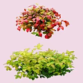 Vibrant Shrubs With Green Yellow Red Pink Leaves On Pink Background