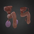 3D Anatomical Human Organ Models Medical Training Devices With Detailed Structures For Education