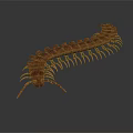 Realistic Red Centipede With Many Legs On Dark Background Detailed View