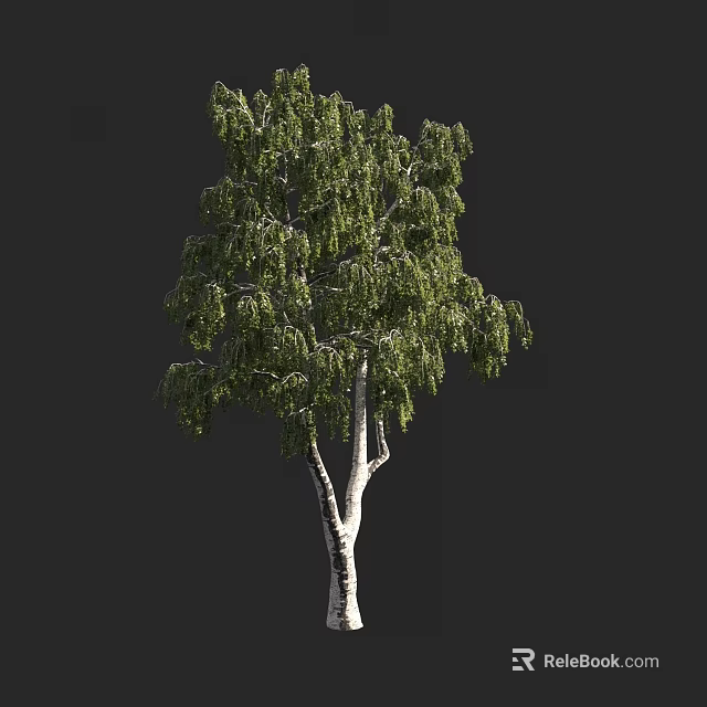 Tall Deciduous Arbor With Green Drooping Foliage And White Smooth Trunk 3d model 