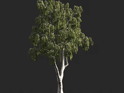 Tall Deciduous Arbor With Green Drooping Foliage And White Smooth Trunk 3d model