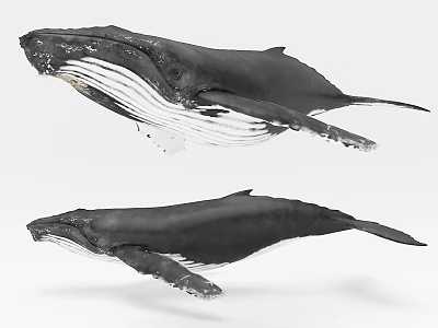 Two Large Black And White Whales Swimming Gracefully In Ocean Water 3d model