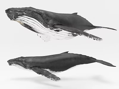 Two Large Black And White Whales Swimming Gracefully In Ocean Water 3d model Two Large Black And White Whales Swimming Gracefully In Ocean Water 3d model