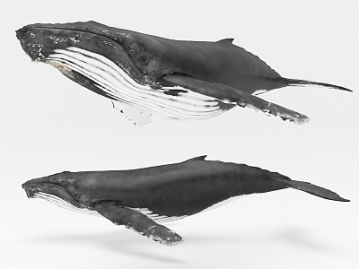 modern whale 3d model