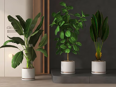 Indoor Potted Plants With Large Green Leaves In White Ceramic Pots For Modern Interior 3d model