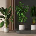 Indoor Potted Plants With Large Green Leaves In White Ceramic Pots For Modern Interior
