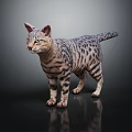 Bengal Cat With Striped Fur And Green Eyes Standing On Dark Background With Reflection
