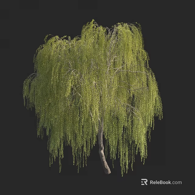 Lush Weeping Willow Tree with Long Green Leaves and Drooping Branches 3d model 