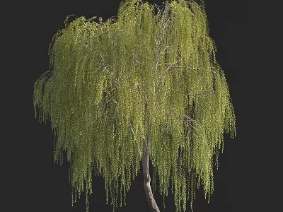 Lush Weeping Willow Tree with Long Green Leaves and Drooping Branches 3d model