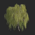 Lush Weeping Willow Tree with Long Green Leaves and Drooping Branches