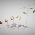 Bean Seed Germination Process Showing Growth Stages With Roots And Leaves