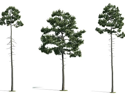 Three Arbor Trees Featuring Tall Straight Trunks And Lush Green Canopies 3d model