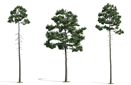 The Modern Tree 3d model