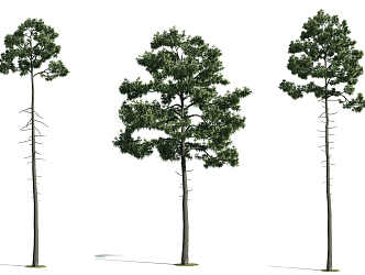 The Modern Tree 3d model