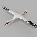 Flying White Stork With White Feathers Black Wing Tips And Red Legs In Gray Sky