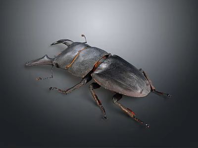Black Stag Beetle With Prominent Horn And Shiny Exoskeleton On Gray Background 3d model